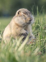 A prairie dog standing on its hind legs on a grassy lawn