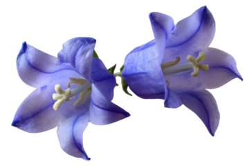 Stunning Close-Up of Two Delicate Blue Bellflowers Isolated on White Background