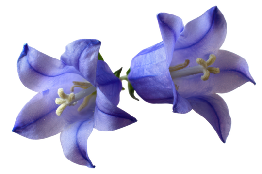 Stunning Close-Up of Two Delicate Blue Bellflowers Isolated on White Background