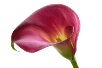 Stunning Close-Up of a Deep Pink Calla Lily Flower Isolated on White Background