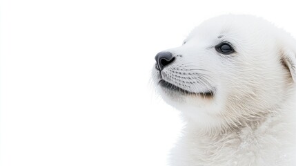 White puppy portrait