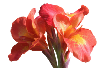 Vibrant Red and Orange Canna Lily Flowers Close-Up Photography