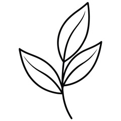 Obraz premium Bay Leaf Stem Detailed Sketch line art vector