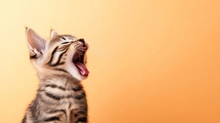 Yawning kitten