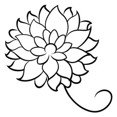 Chrysanthemum with Curly Petals line art vector