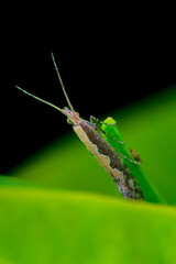 un insecto sobre una rama