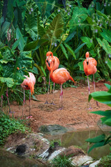 Pink African flamingo bird group by small pond and green plant, Korat