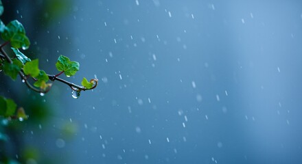 Serene rain droplets on vibrant green leaves of a plant branch against a soft blue background.