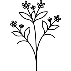 Yarrow Flowering Stem line art vector