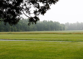 Field and Trees in Fog