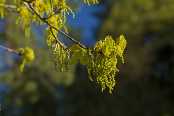 yellow leaves on a branch on a blue sky background