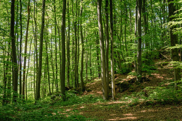 green forest