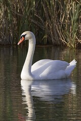 Naklejka premium Sophisticated swan on serene water with soft glow in natural setting 