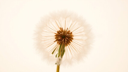 Ethereal dandelion with intricately delicate structure, wispy fibers radiating from the center,