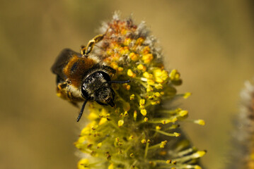 Macro shot of a bee on a catkin in spring, Poland