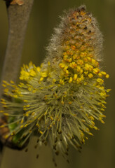 Catkins in Spring, Poland
