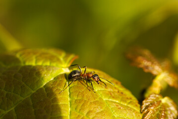 Macro shot of an ant with antenna