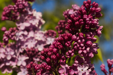 lilac elder tree flowers in the park