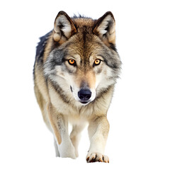 Fototapeta premium A gray wolf with piercing yellow eyes walks forward against a white background.