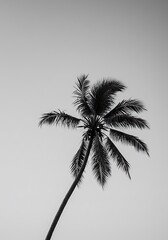 Monochrome Palm Silhouette AI Generated