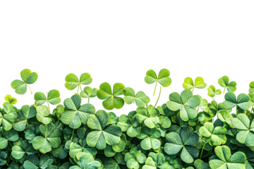 Abundance of lush green clovers against stark dark background creating a seasonal vibe