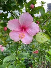 A bunch of pink Nyctaginaceae. Red Oleander or Sweet Oleander flowers are blooming. Closeup picture, pink flower. vibrant pink oleander flowers natural bouquet close up in the garden. Orchid on tree. 