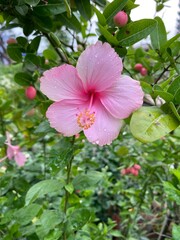 A bunch of pink Nyctaginaceae. Red Oleander or Sweet Oleander flowers are blooming. Closeup picture, pink flower. vibrant pink oleander flowers natural bouquet close up in the garden. Orchid on tree. 