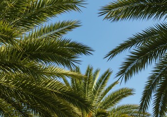 Fototapeta premium Emerald Canopy, Azure Embrace AI Generated