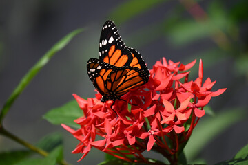 Wildlife