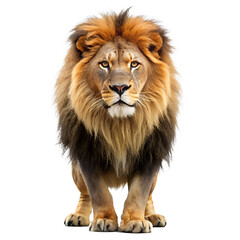 Fototapeta premium A majestic lion with a full mane stands confidently against a white background