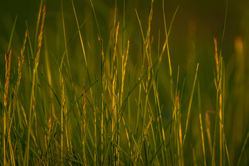 Color spring view in Orlicke mountains with green forests and meadows in evening