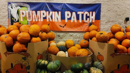 pumpkins and gourds and squash for sale
