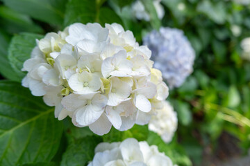 淡い白色のアジサイが咲く初夏の庭園風景