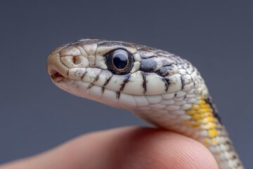 Fototapeta premium Snake Head Closeup Revealing Scales and Pattern