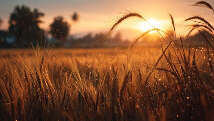 Fototapeta premium Crops Ready for Harvest at Dawn