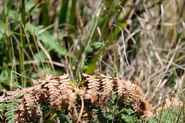 Black-lipped Lizard in Horton Plains | Sri Lanka