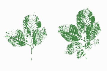 Natural leaves imprint, Grunge style, Vector, Isolated, Decorative elements for design