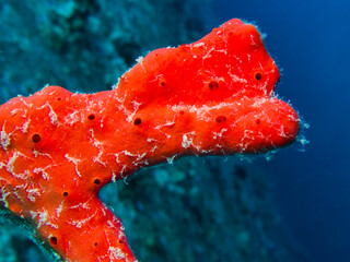 Red sponge coral from the Red Sea © Sakis Lazarides