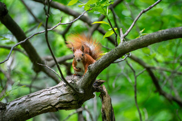 red squirrel on a tree