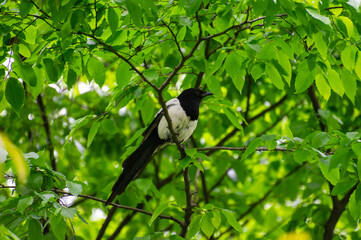 a magpie on the tree branch