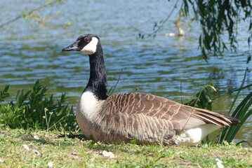 Oie noire, Bernache du Canada (Branta canadensis) est une esp&egrave;ce de grands oiseaux de la famille des anatid&eacute;s