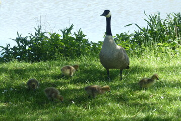 Oie noire, Bernache du Canada (Branta canadensis) est une esp&egrave;ce de grands oiseaux de la famille des anatid&eacute;s