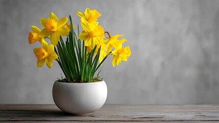 Yellow Daffodil Flower in White Pot on Wooden Table