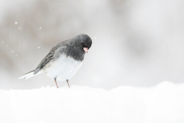 junco in snow during snowstorm