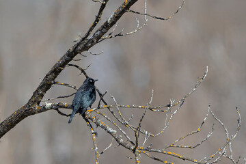 rusty blackbird in tree branches