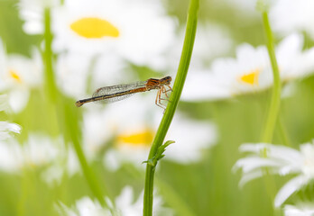 damselfly in field of daisies 