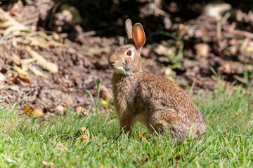 cottontail rabbit on alert