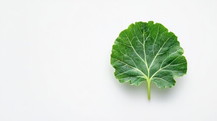 Single green leaf on white background.