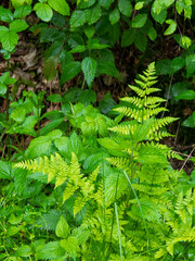 green fern leaves