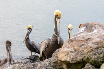group of pacific and brown pelicans on a rocky ocean shoreline